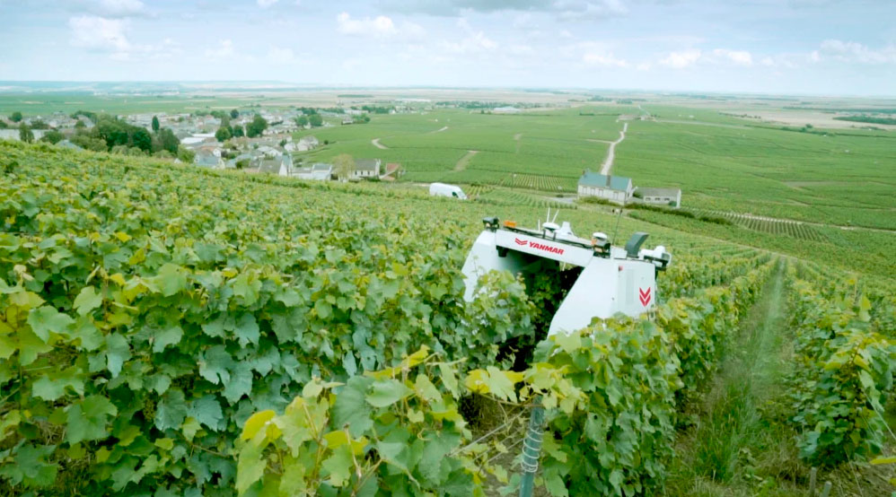 robot kebun anggur
