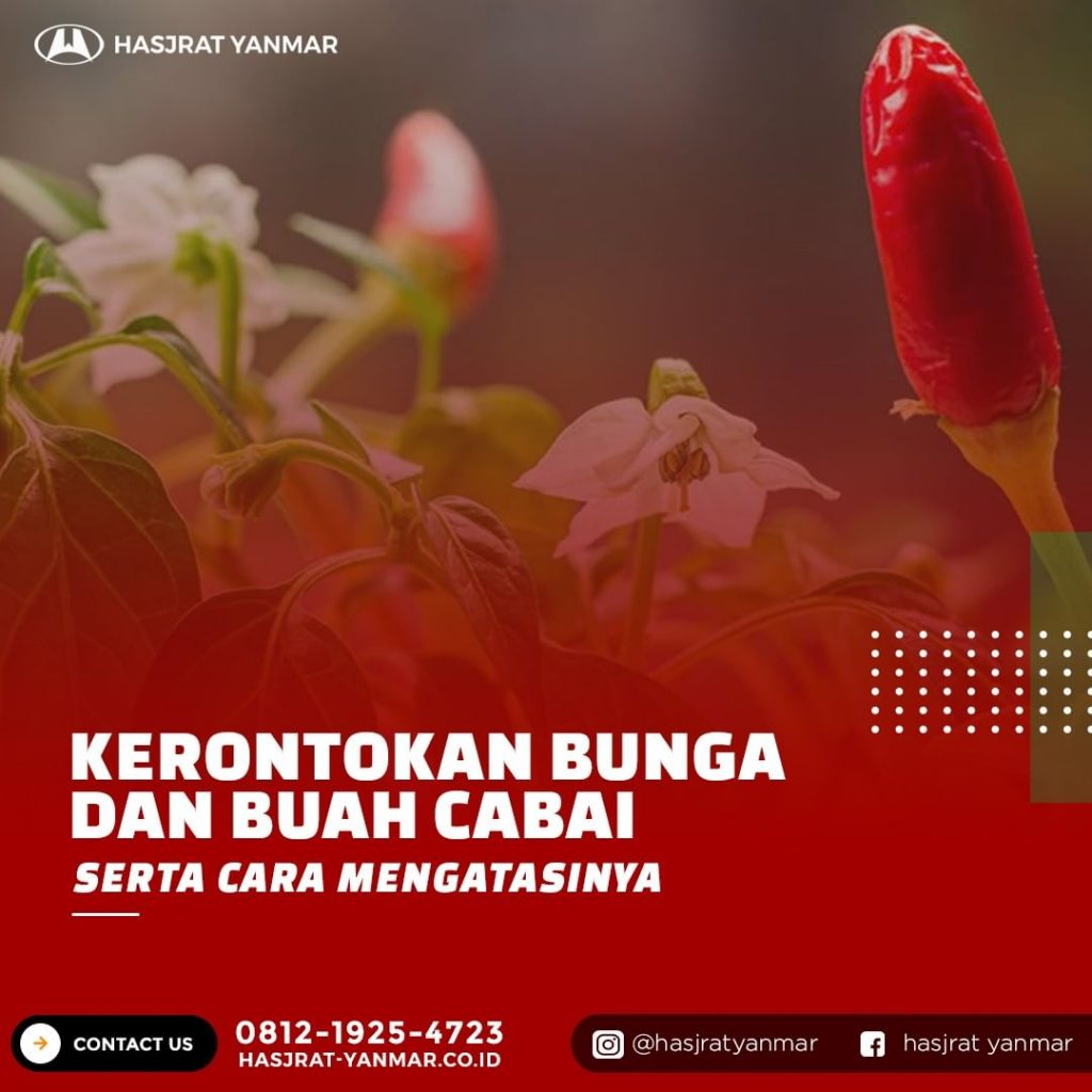 Penjelasan Soal Kerontokan Pada Bunga Dan Buah Tanaman Cabai Hasjrat